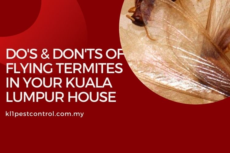 Do's & Don'ts Of Flying Termites In Your Kuala Lumpur House
