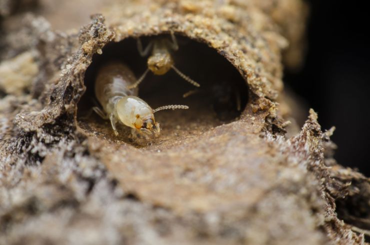 Have a Termite Inspection Regularly