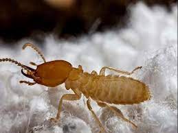 Identify Termites Properly