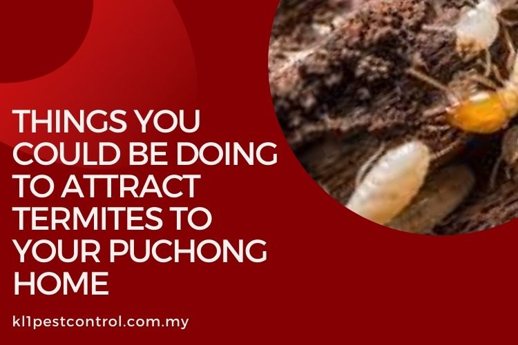 Things You Could Be Doing to Attract Termites To Your Puchong Home