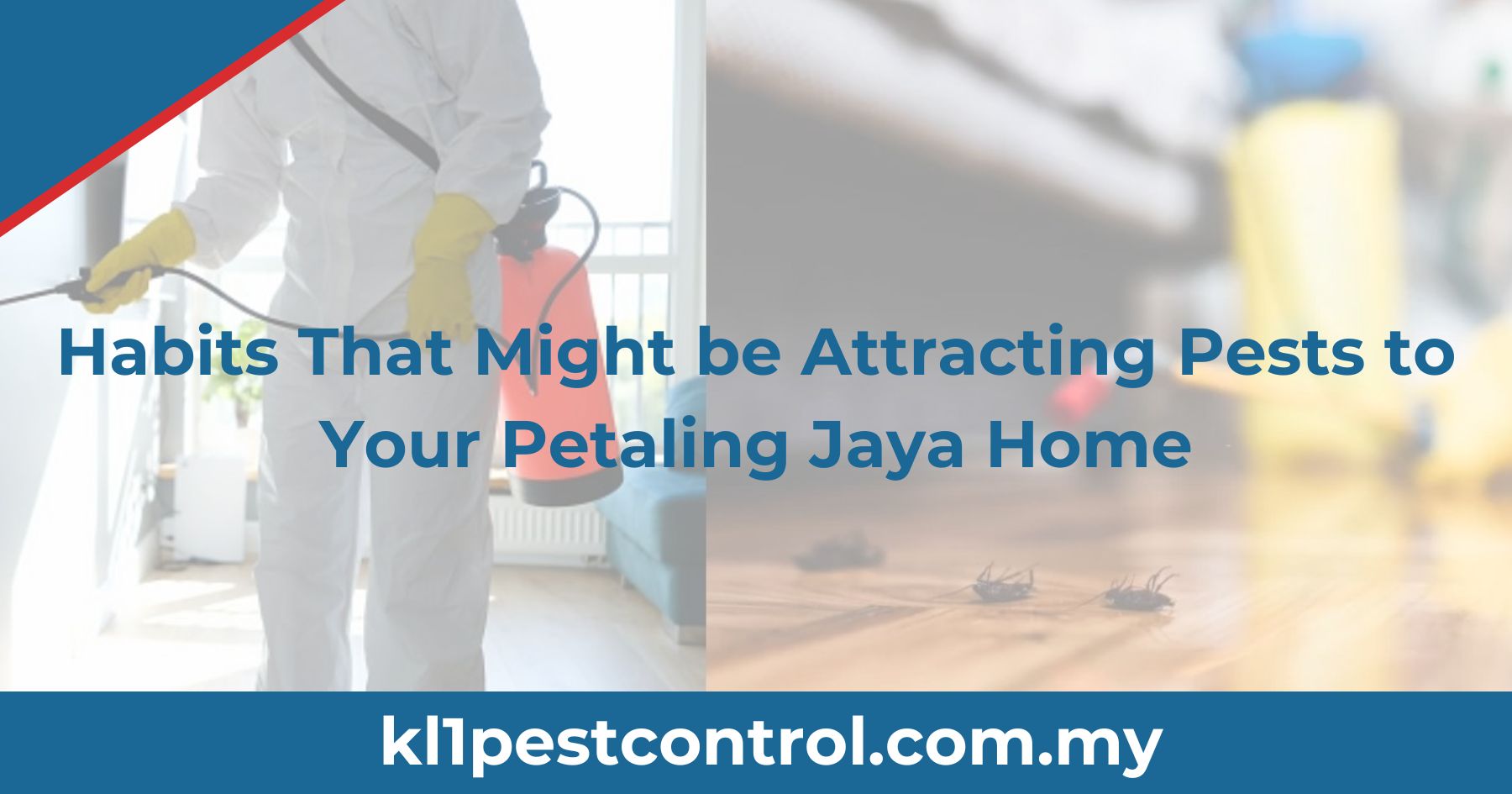 Habits That Might be Attracting Pests to Your Petaling Jaya Home