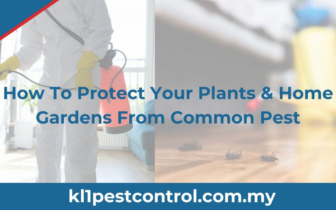 How To Protect Your Plants & Home Gardens From Common Pest