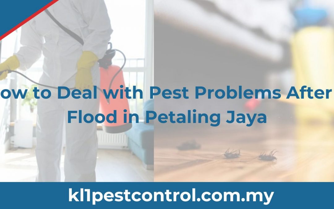How to Deal with Pest Problems After a Flood in Petaling Jaya