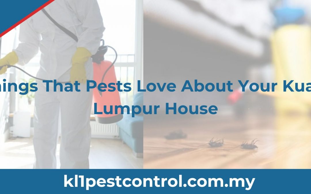 Things That Pests Love About Your Kuala Lumpur House